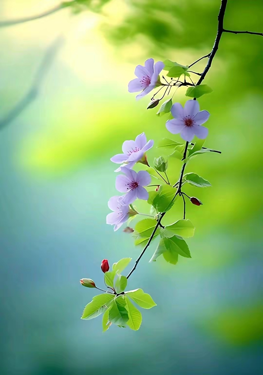 淡雅清新的紫色小花#摄影# #中国美景大赏# #冬天的第一张照片