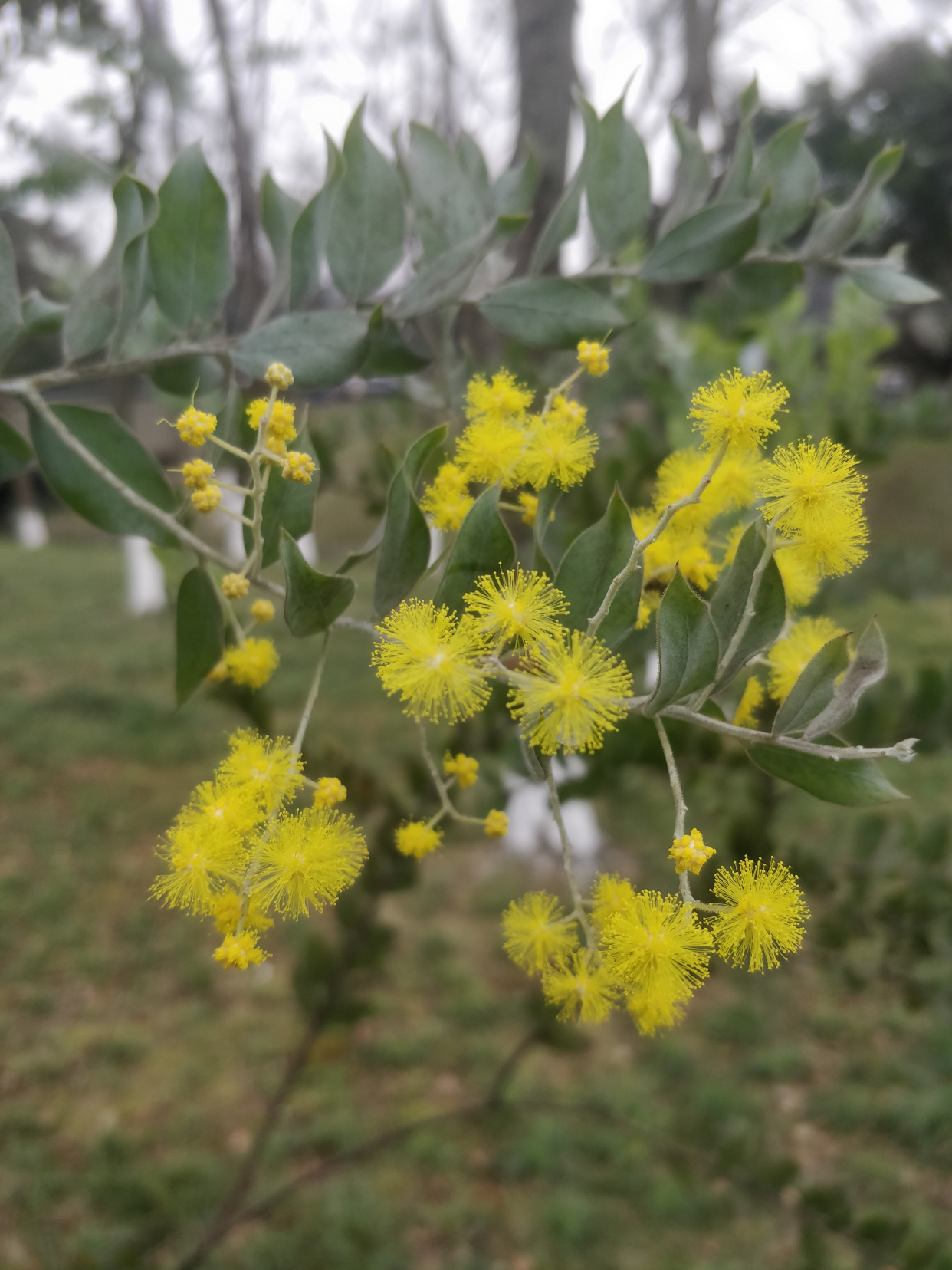 「美图欣赏」银叶金合欢开花