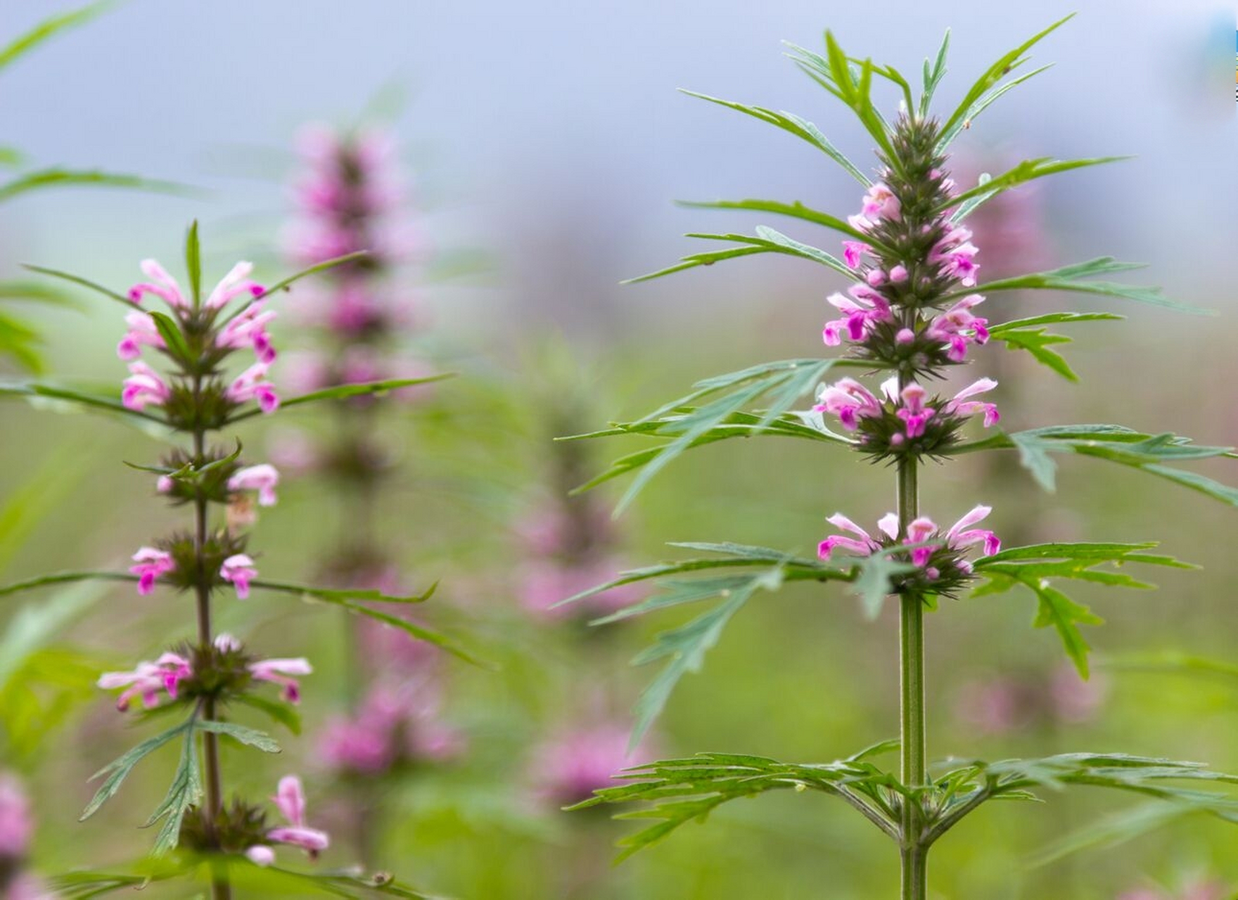 带你认识一种常见的草药——益母草④  3,患有妇科炎症的女性,以为仅