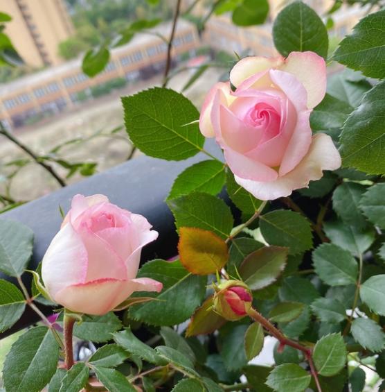 伊芙系列月季哪些花朵大,花瓣多?哪些是强香的?