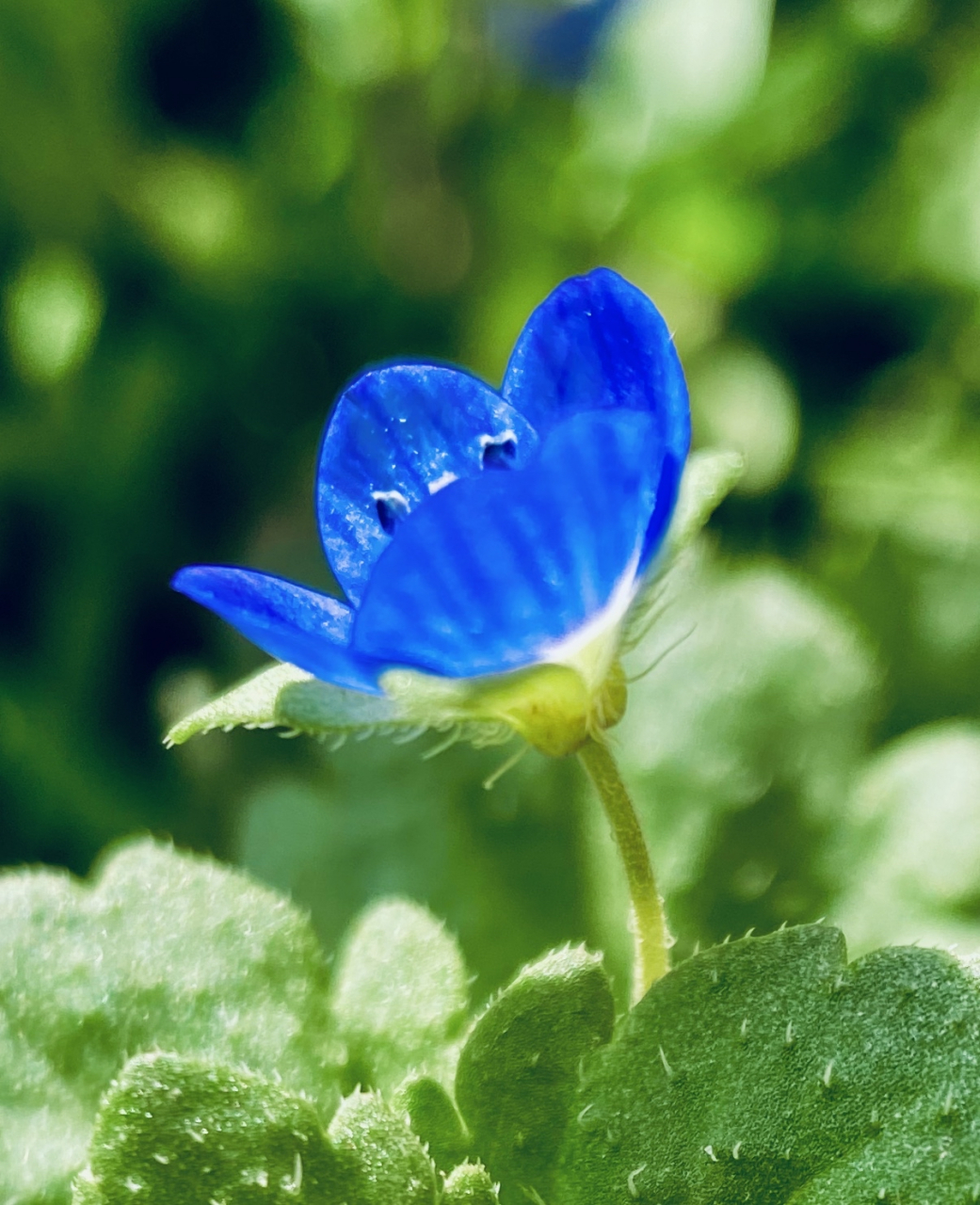 蓝色小花 杂草丛生的草地除了绿色,当属一抹天蓝色最为吸引人.