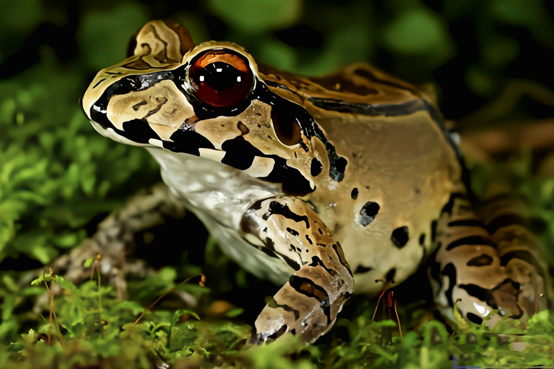 每天认识一种动物——南美牛蛙 南美牛蛙别名五趾细趾蟾,原产于南美洲