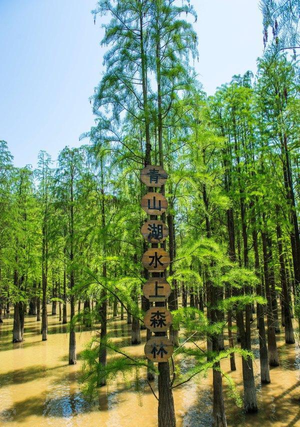 临安青山湖森林公园
