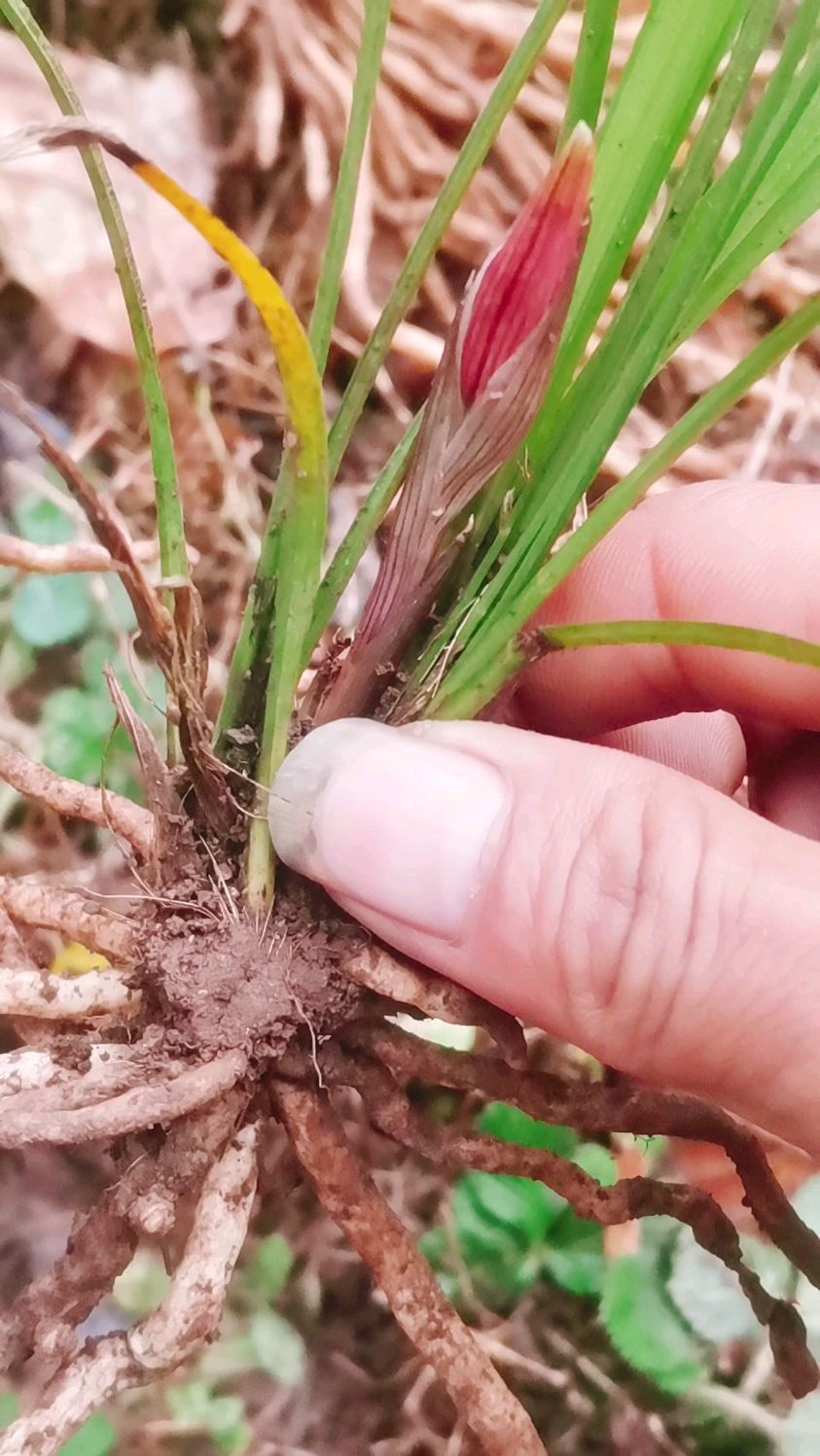 小哥刚上山就遇到这株,特别红花苞带龙根草,网友:轻松卖"2位数"