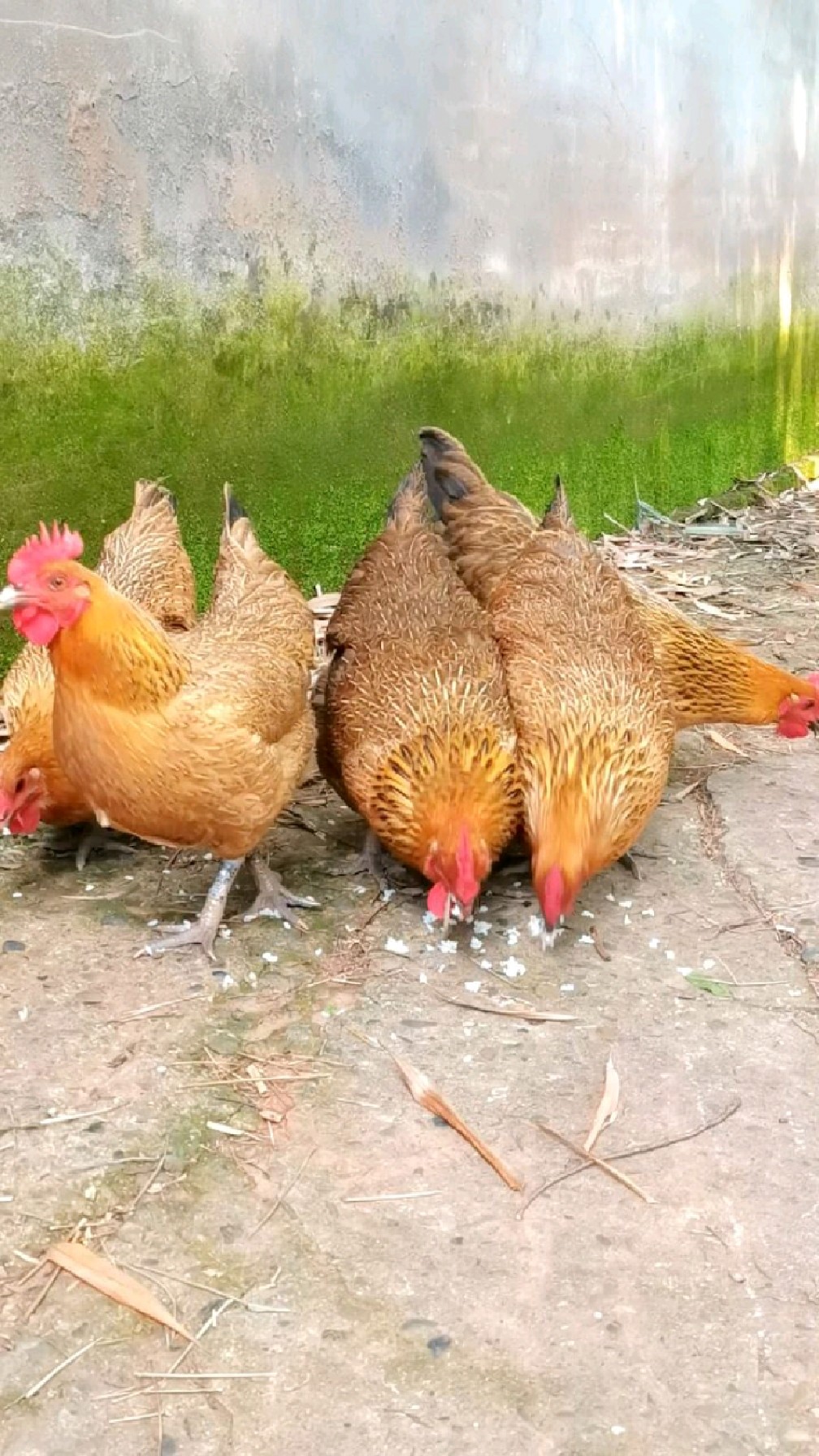 乡村土鸡的幸福生活