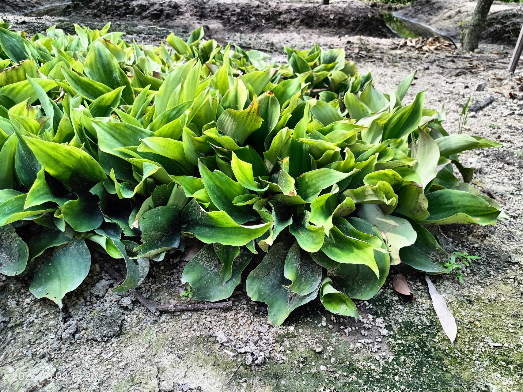 植物,沙姜(山奈)