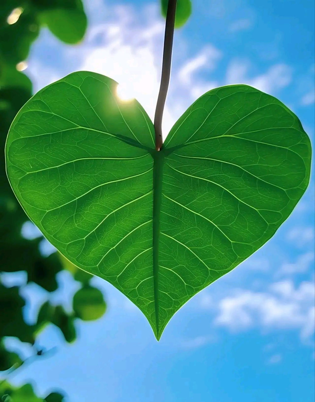 分享图片:晒晒有爱心叶 心存善念,风景无处不在 心存善念,烈日也柔情