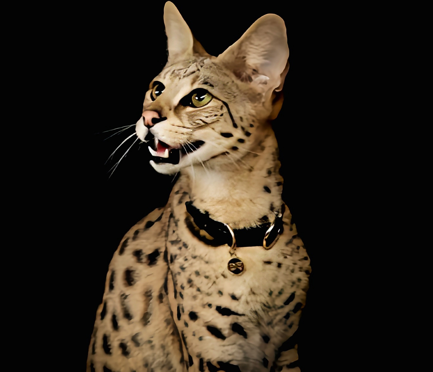 每天认识一种动物——热带草原猫 热带草原猫别名萨凡纳猫,杂交猫科