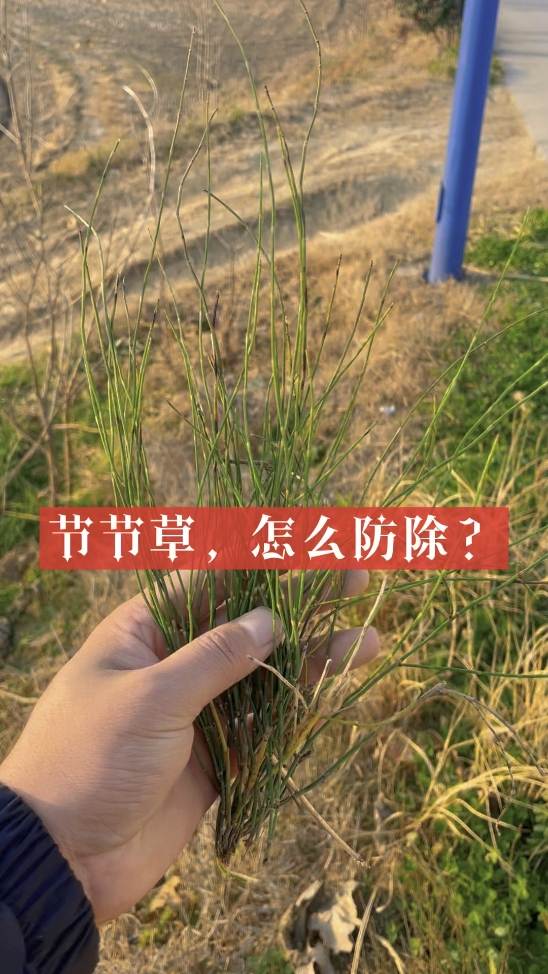 节节草如何防除看完视频
