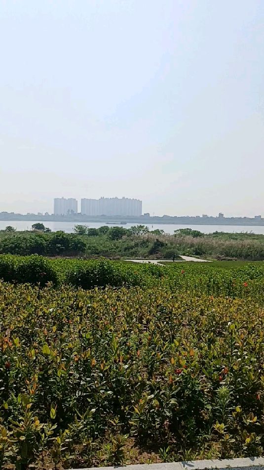 肇庆江滨公园江边上的公园