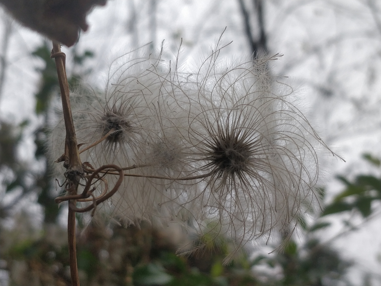 毛蕊铁线莲,开花形态多变,越变越妖娆美丽,快来看看吧!