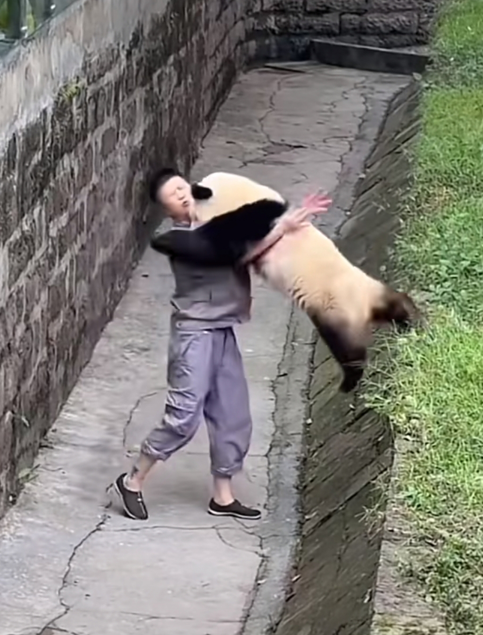 双项奔赴的爱,大熊猫可可飞扑奶妈要抱抱. 渝可:要飞抱!