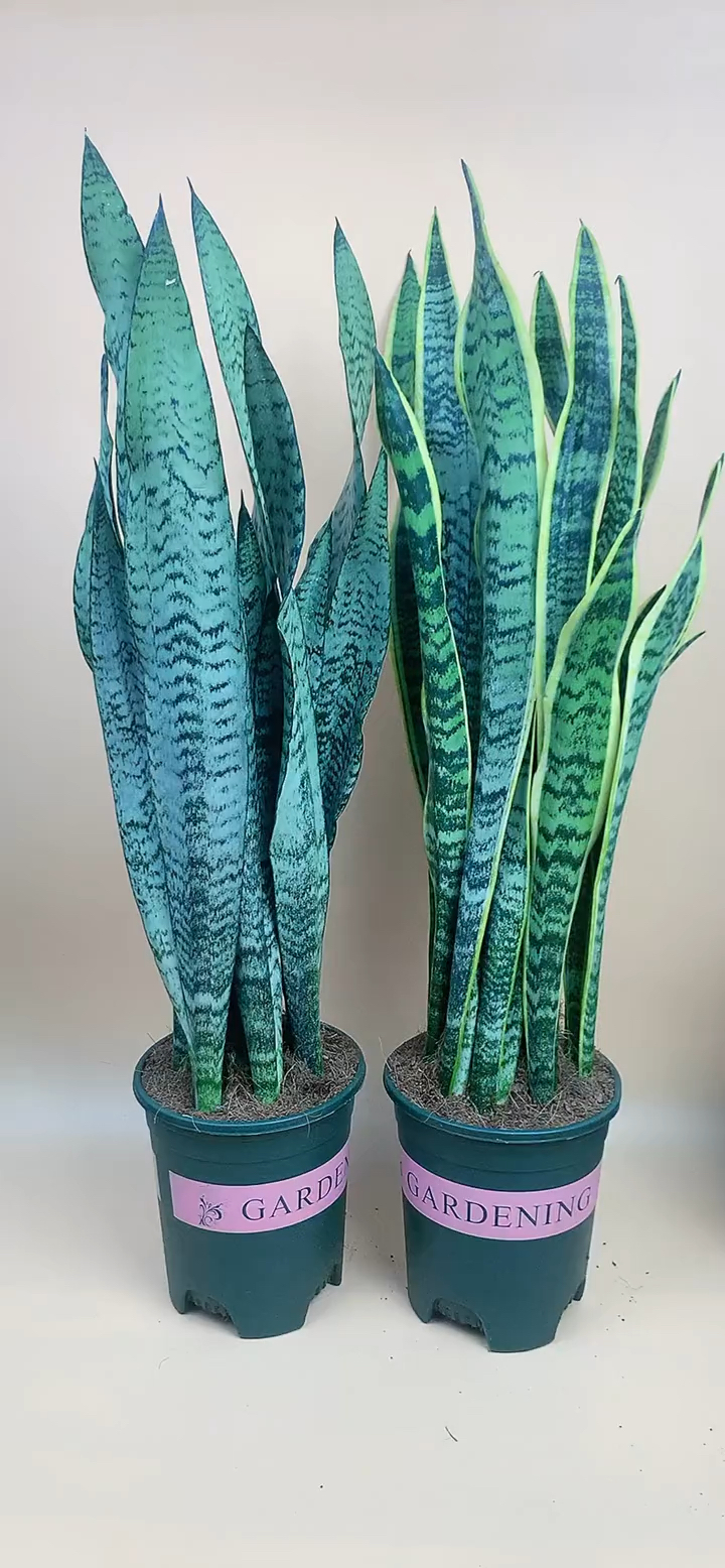 金边,白玉,银脉虎皮兰养护日常-度小视