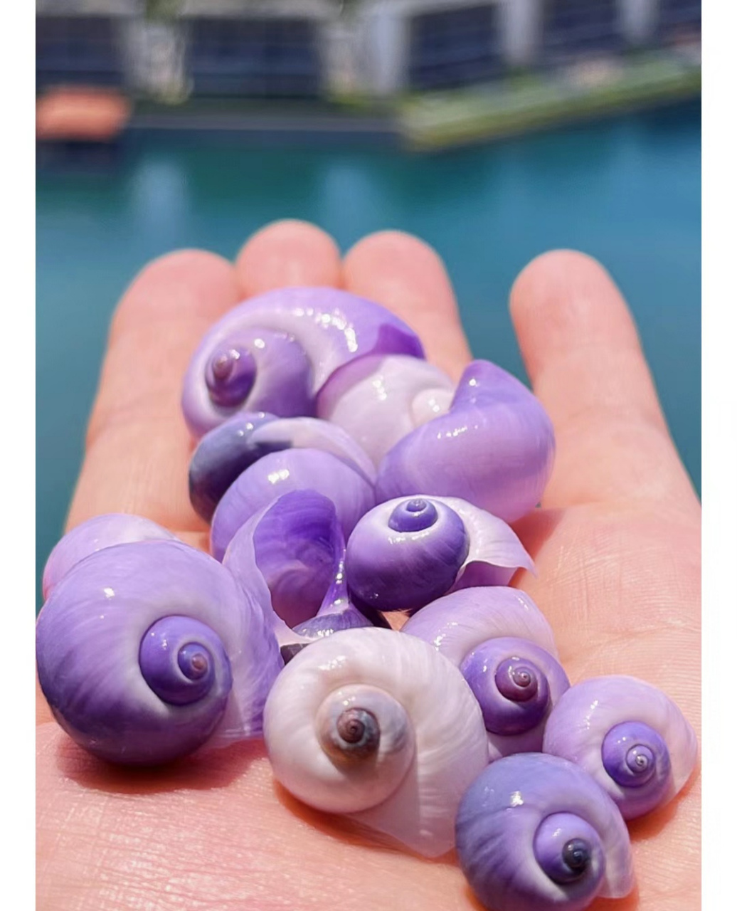 紫色的海螺好看吗