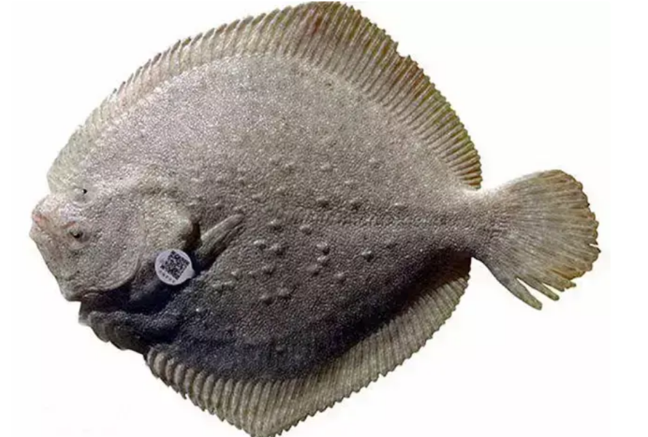 多宝鱼有没有鱼鳞