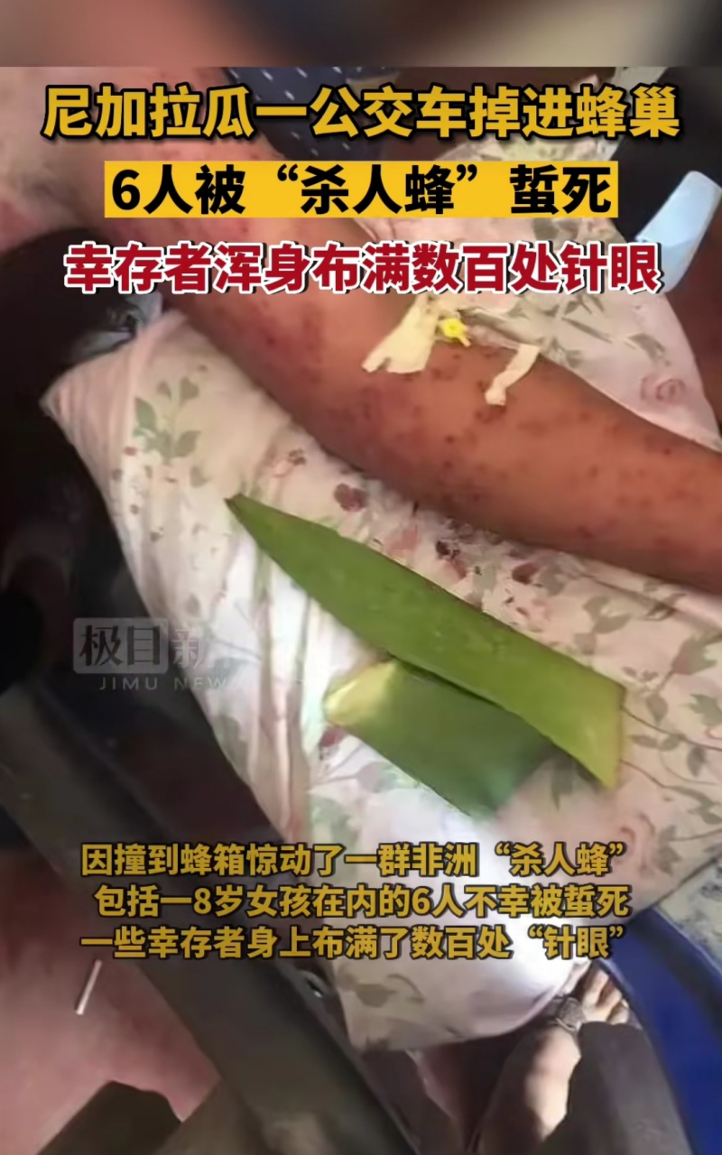 公交车坠崖6人被蜜蜂蜇死