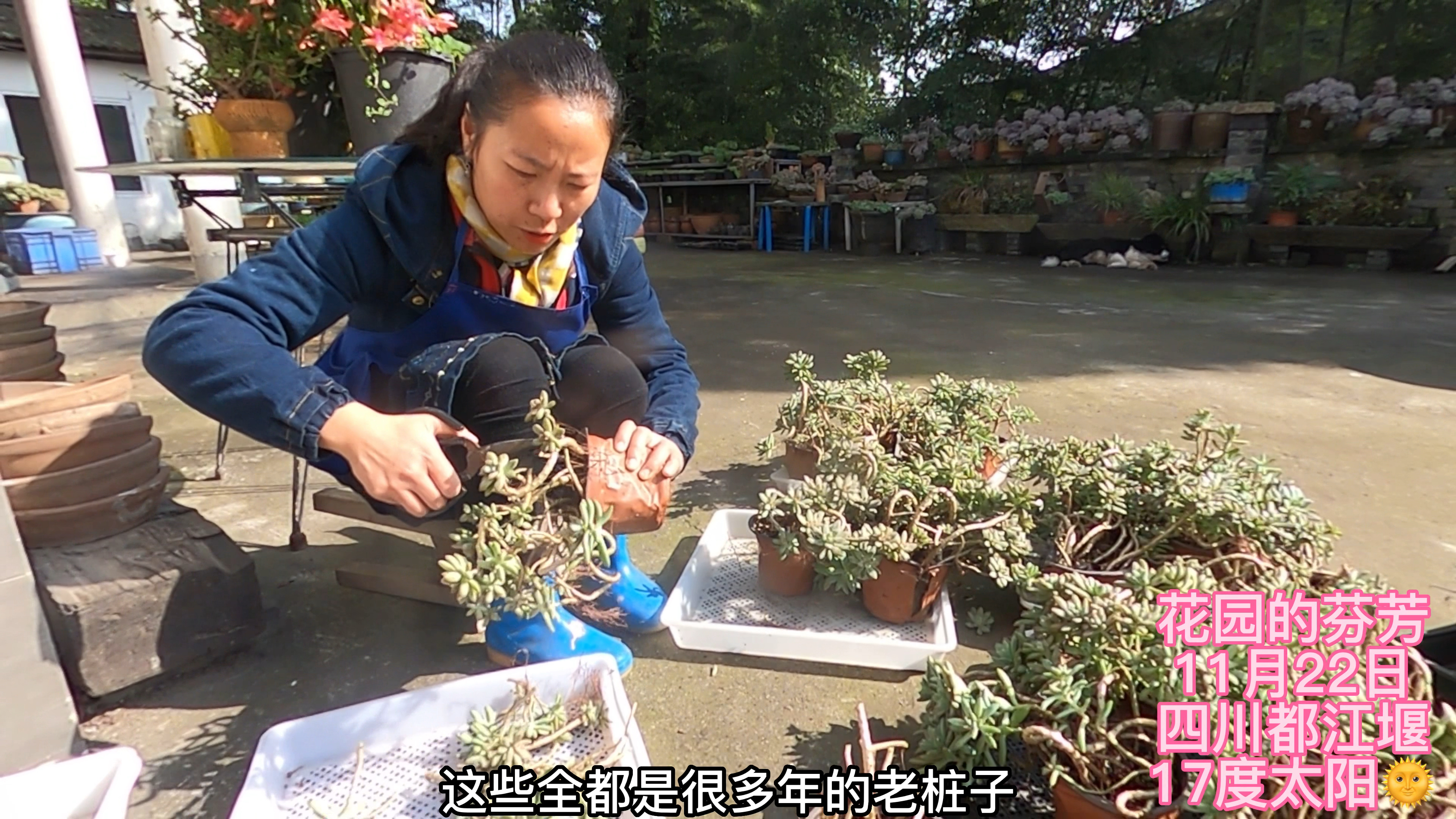 把25盆秋丽全部砍头,剪了4筐长杆子砍头苗,还有铭月和柠檬卷