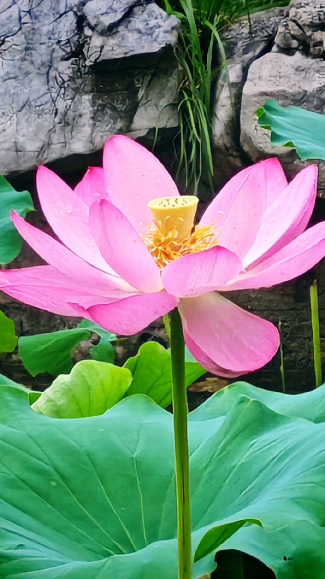 雨后空气清新,荷叶清新,花儿也特别艳,来一个荷花大合集吧