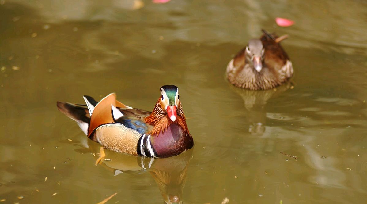 屏南鸳鸯溪风景区
