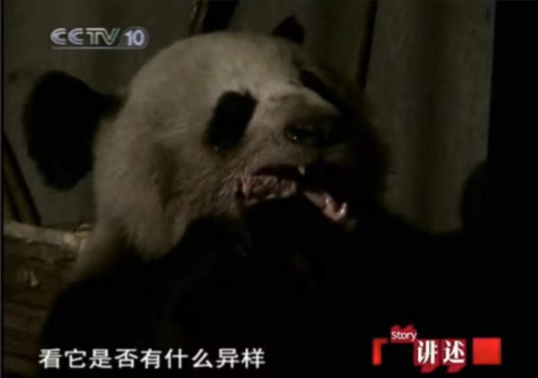 但是这个大熊猫为什么不吃竹子反而下山开始吃骨头呢?