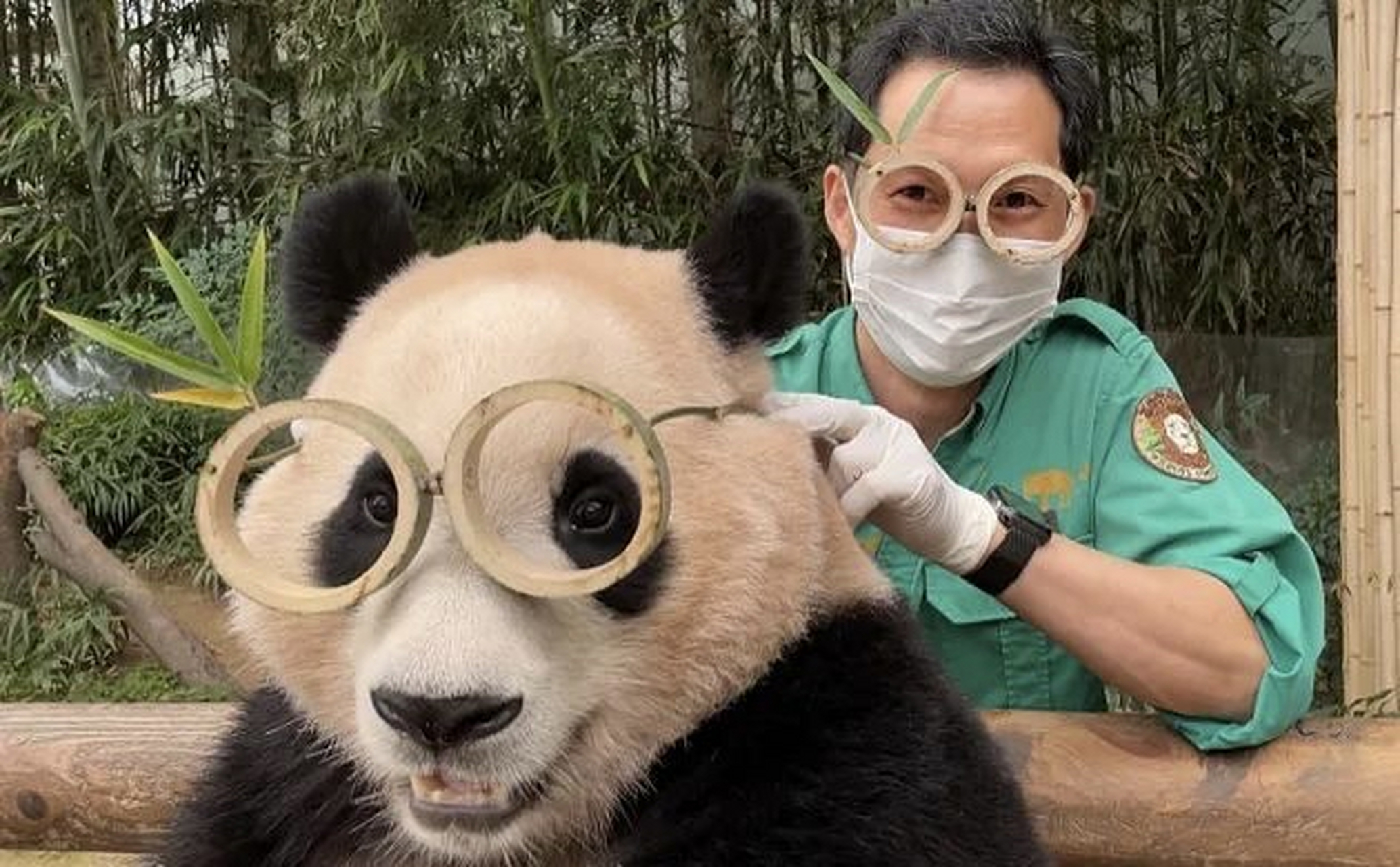 福宝福猪猪隔了个爷爷滤镜# 这个首只在韩自然繁育诞生的大熊猫,从一