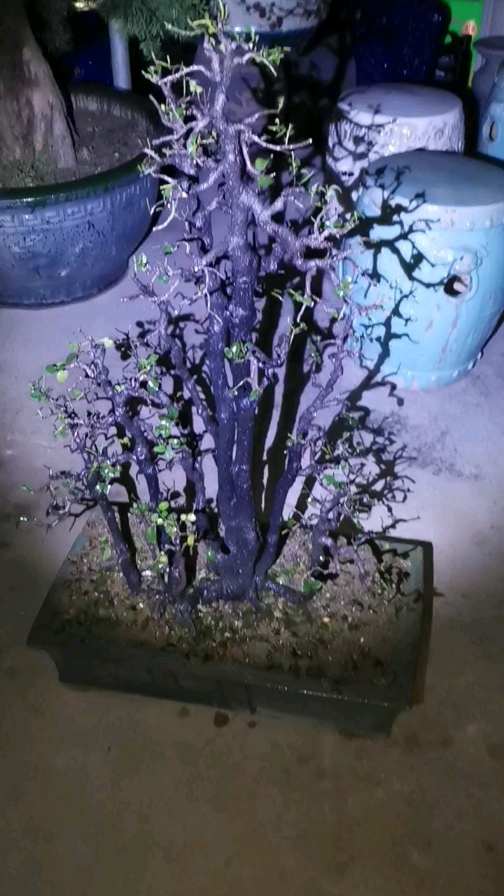 小叶紫檀(黑骨茶)
