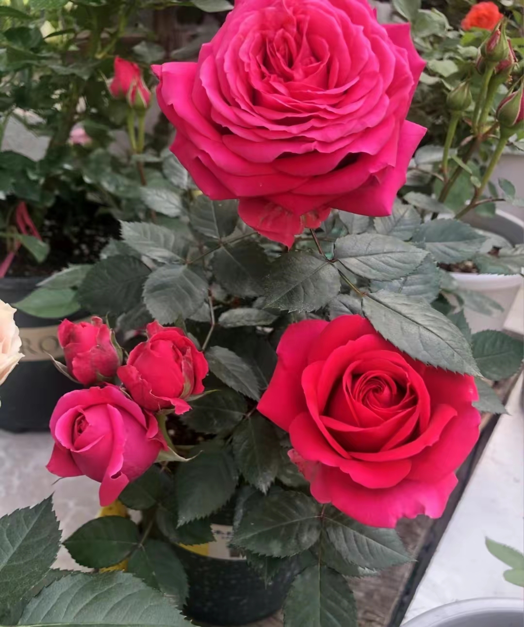 微型盆栽月季-巨蟹座