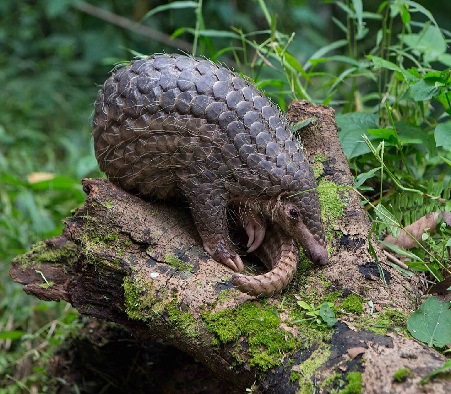 中华穿山甲,是我国一级重点保护动物.
