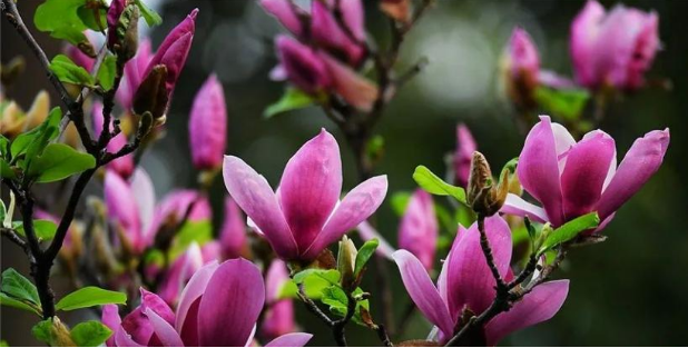 木兰花慢 · 木笔花