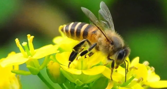 蜜蜂 冬眠 吗?