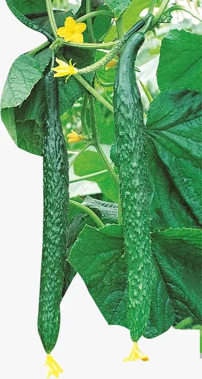 看了贾浅浅的黄瓜诗,网友很是欣赏,也喜欢黄瓜,虽然茄子也不错,但是