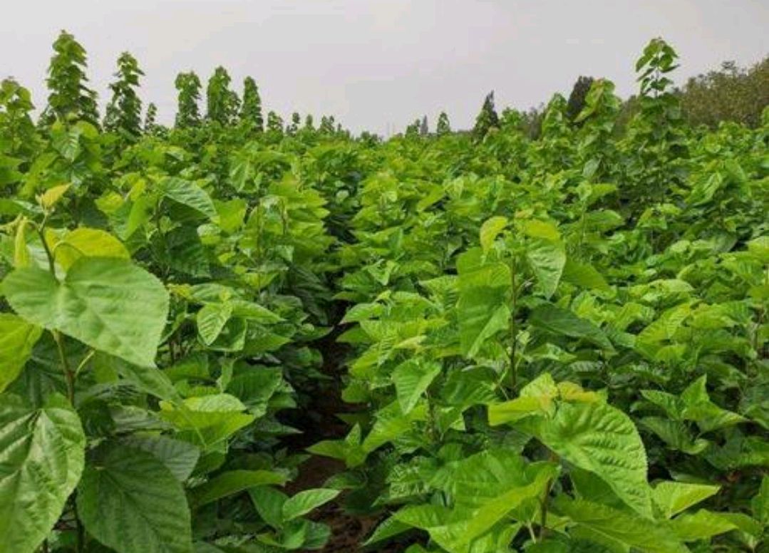新品种植物—蛋白桑,不仅是养殖牲畜好帮手,还有食用价值!