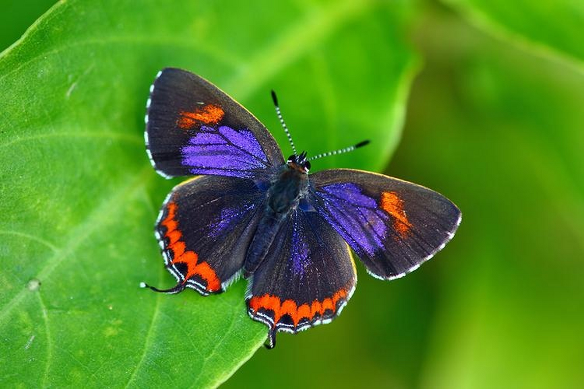 追蝶记:色彩艳丽的斜斑彩灰蝶,真的很漂亮