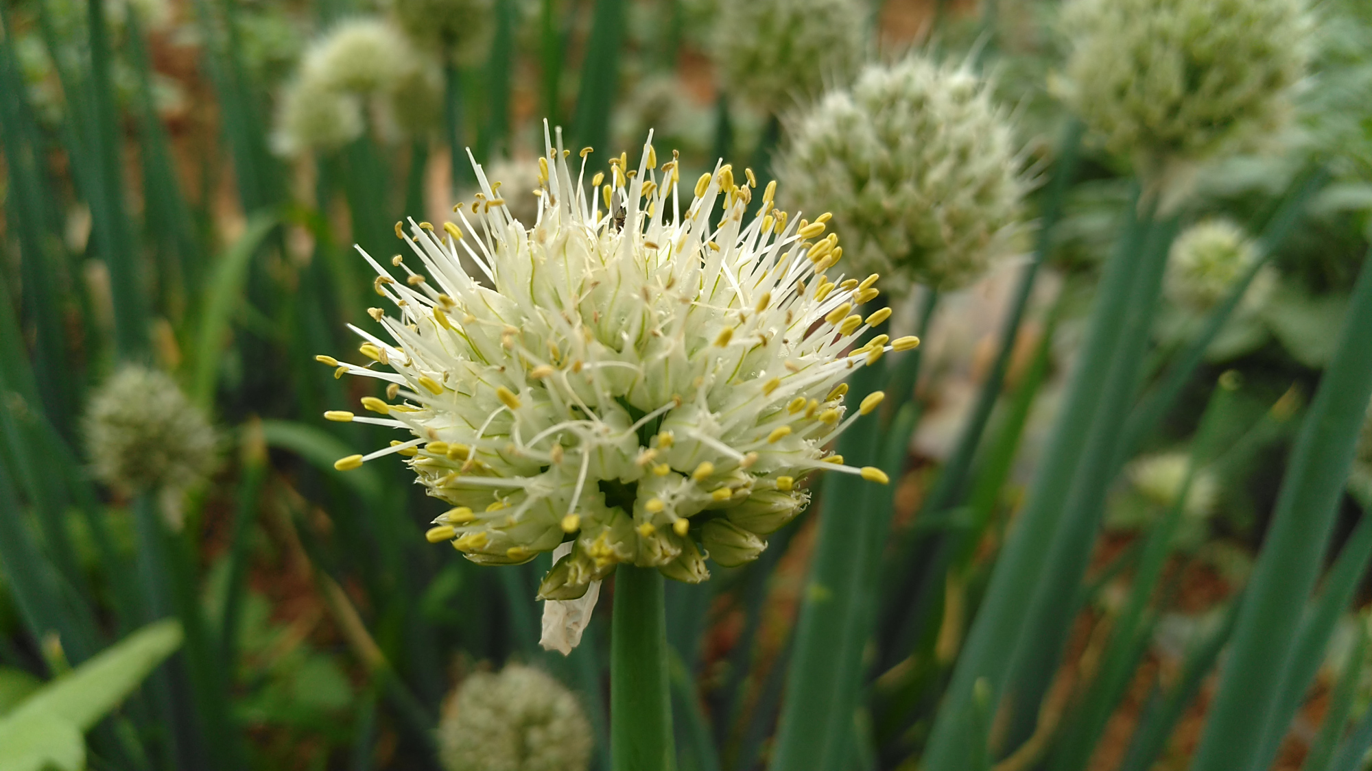 你认识葱吗?地里的葱开花了,看上去毛绒绒的样子!