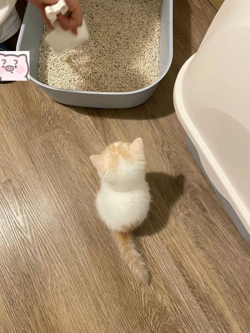 好可爱的小猫啊,这背影真的太萌了![心][心][心]#猫咪