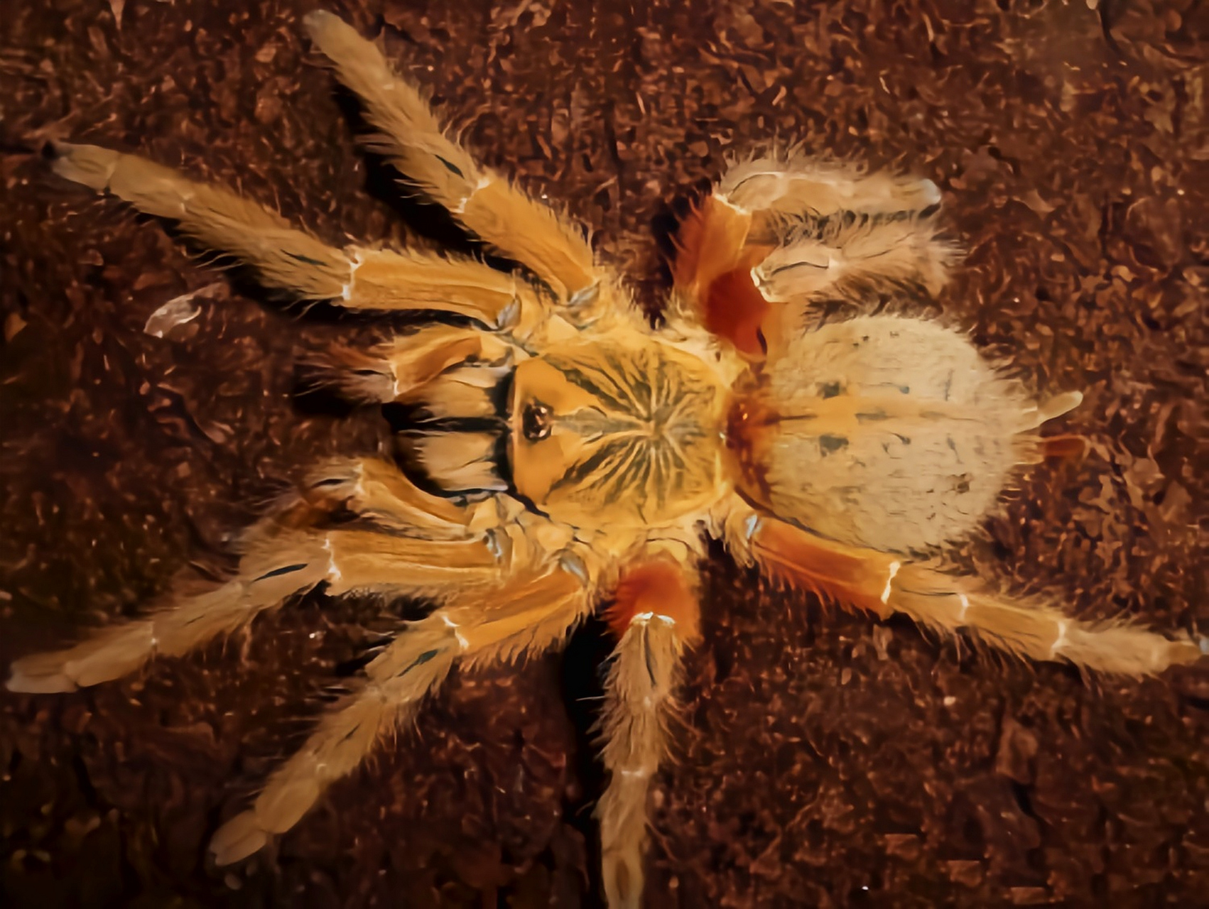 每天认识一种昆虫——橙巴布蜘蛛 橙巴布蜘蛛是蜘蛛目,捕鸟蛛科动物