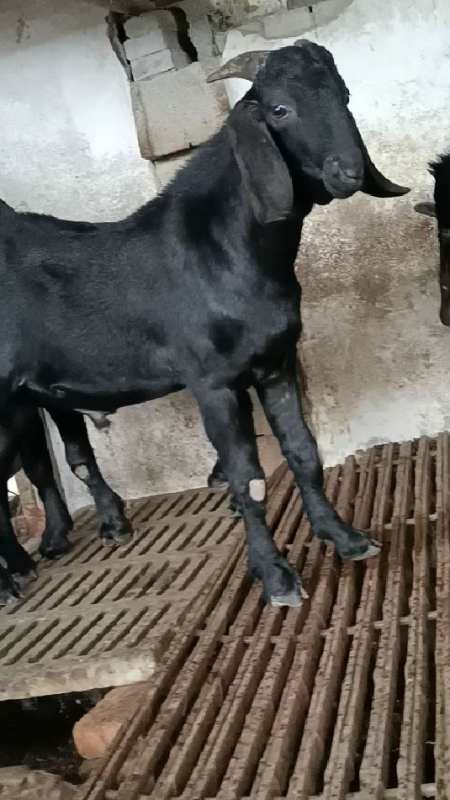 长的腰,大体型,努比亚种公羊-度小视