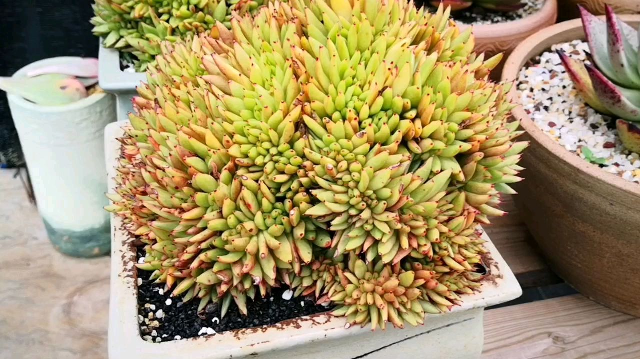 让时间来见证艾克魂群生的蜕变,十月份再见!