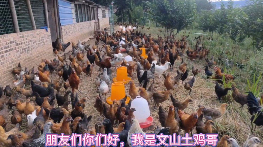 云南六大名鸡之一《无量山乌骨鸡》口碑好品种好品质好营养好