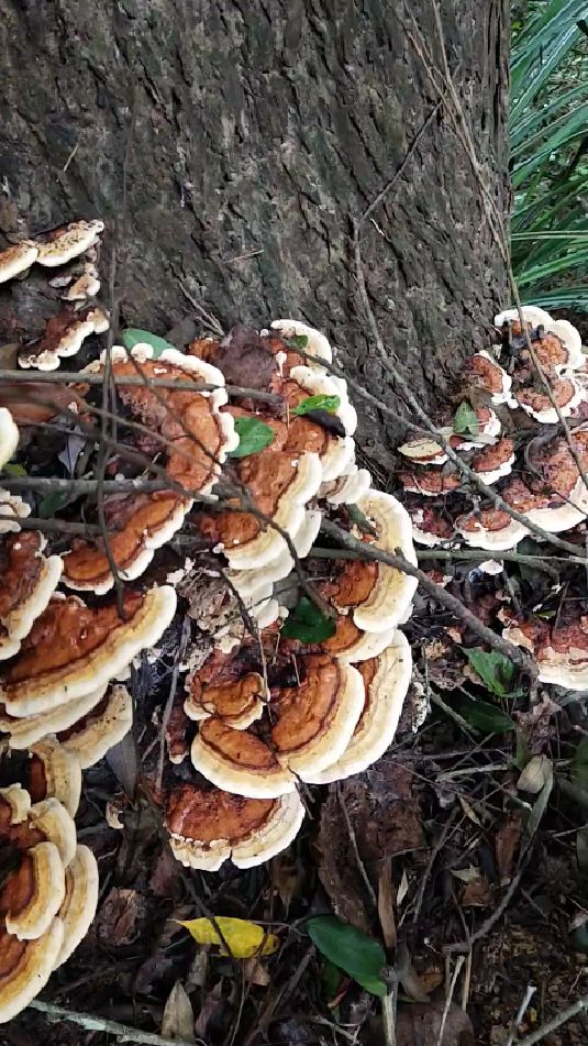 枫树野生灵芝茵