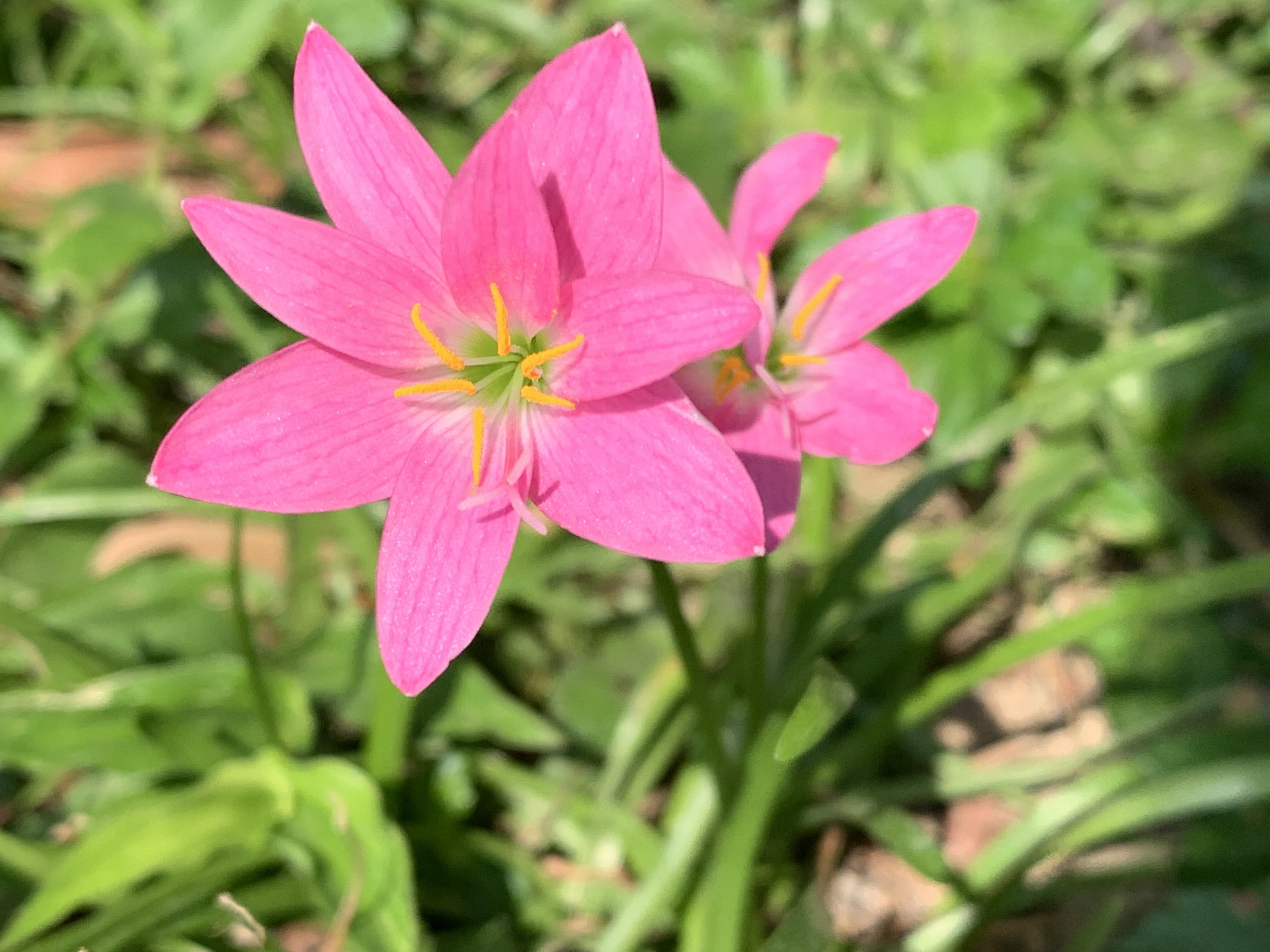 叶子像韭菜开粉色的花图片