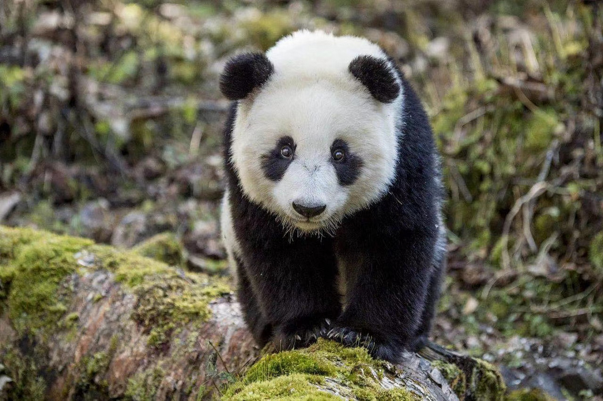 大熊猫憨态可掬,它是可爱的代名词?其实它的真实姓名叫猫熊