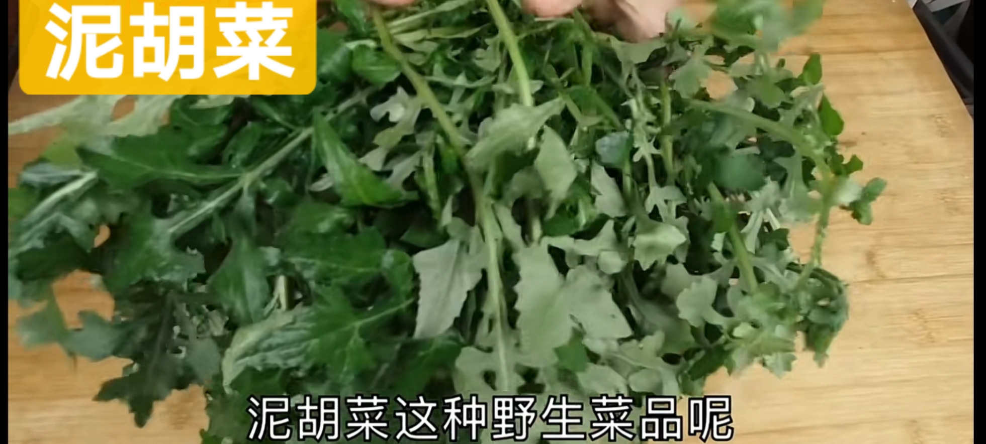 化癌草泥胡菜的功效与作用