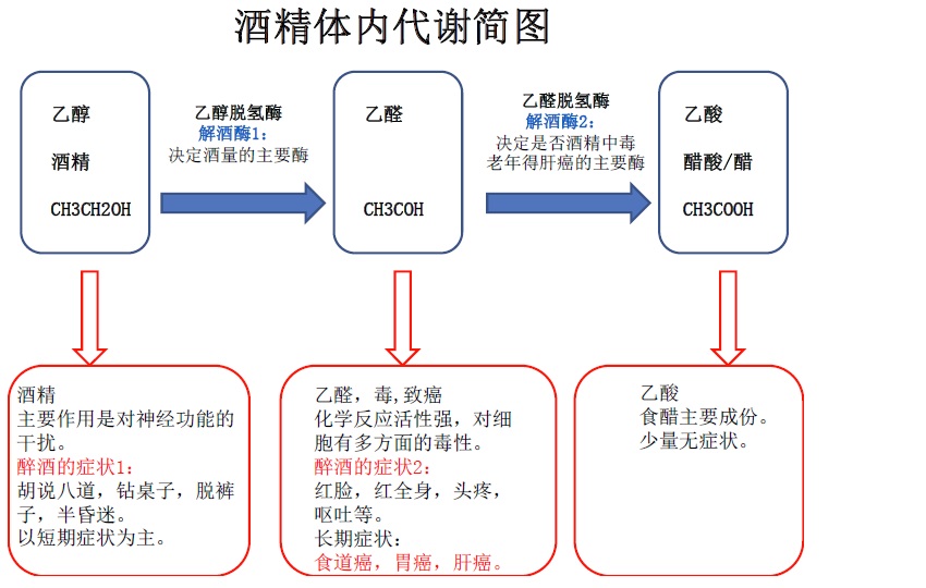 酒精代谢过程图片