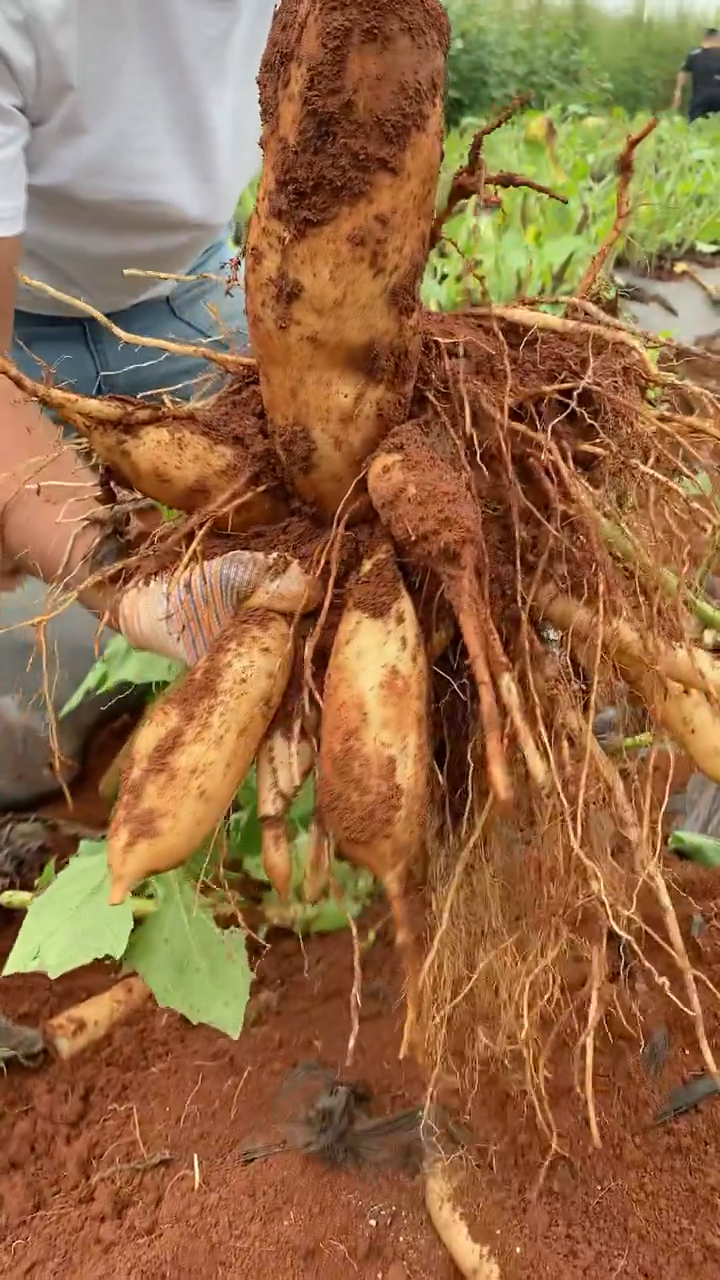 高山种植的雪莲果又脆又甜,老人小孩都喜欢吃.-度小视