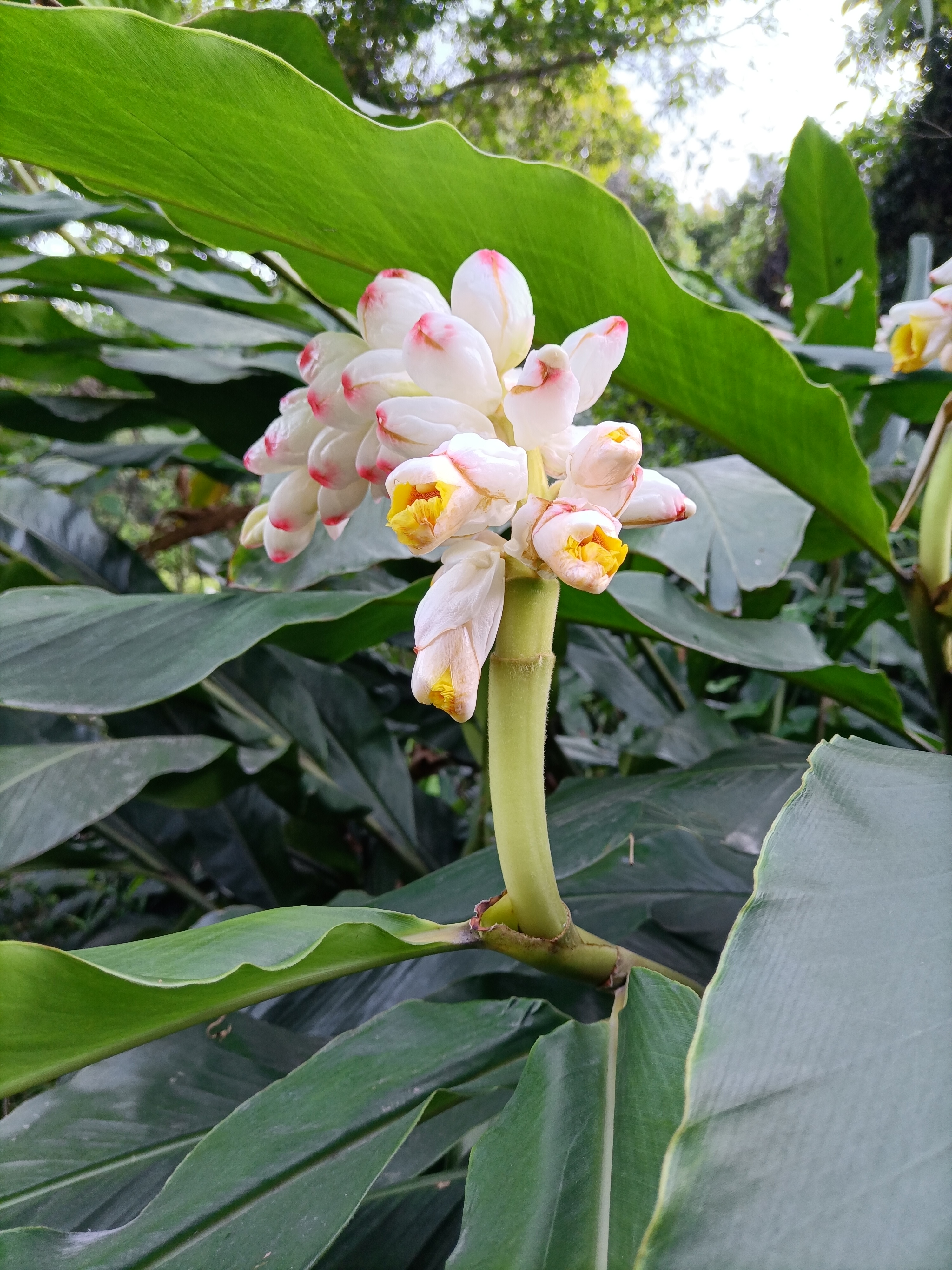 山姜花图片大全图片