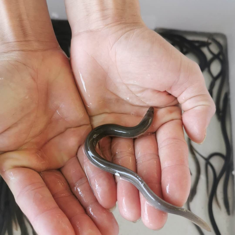 鳗鱼繁殖解密:探索生命的奇迹