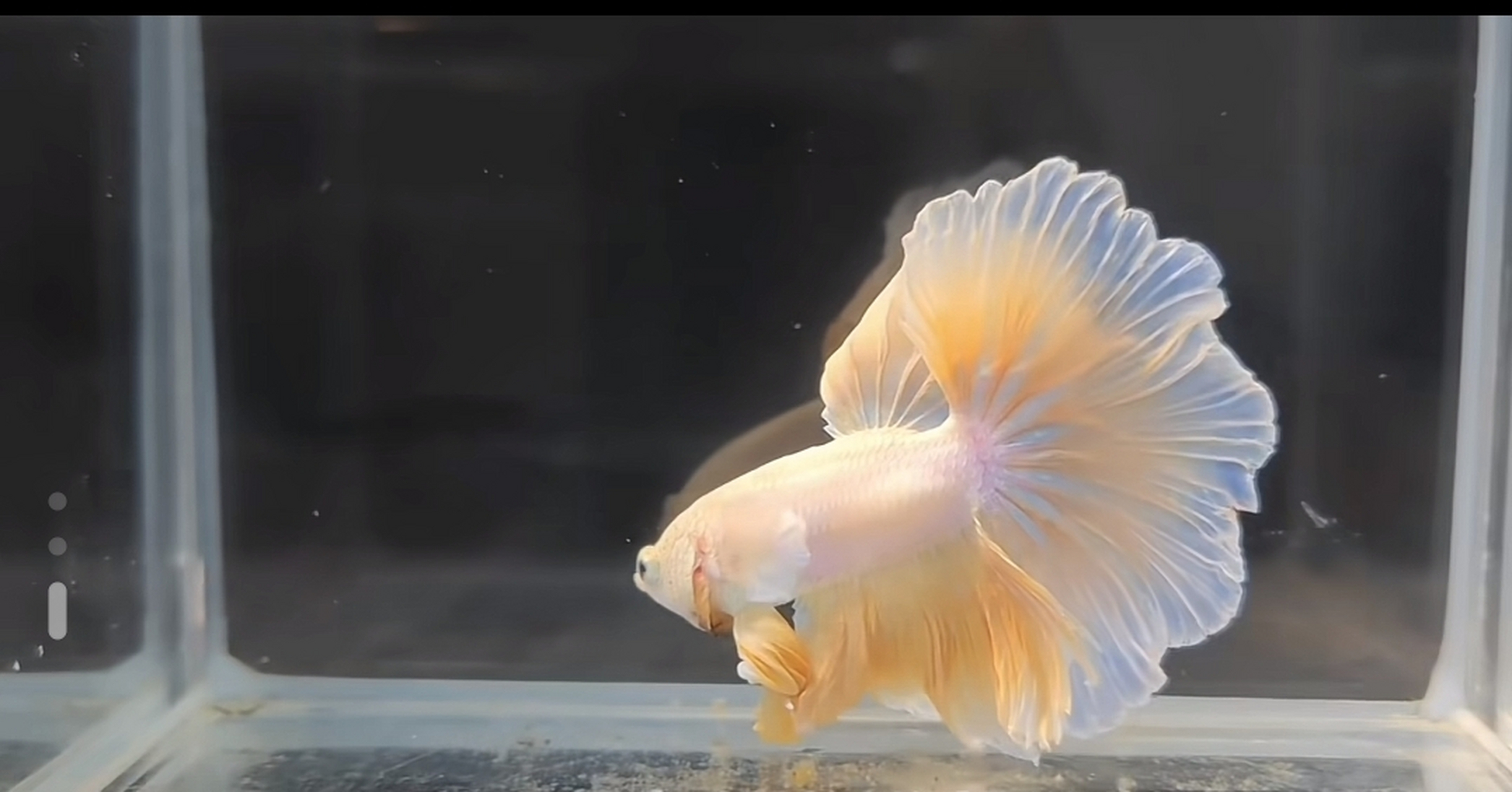 五彩斑斓的斗鱼,便宜又好养,观赏性很强 你想不想拥有?