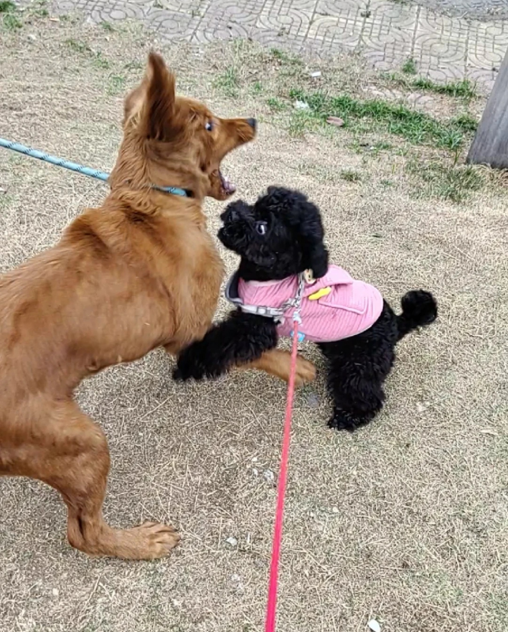 好朋狗见面,互相给对方大比兜