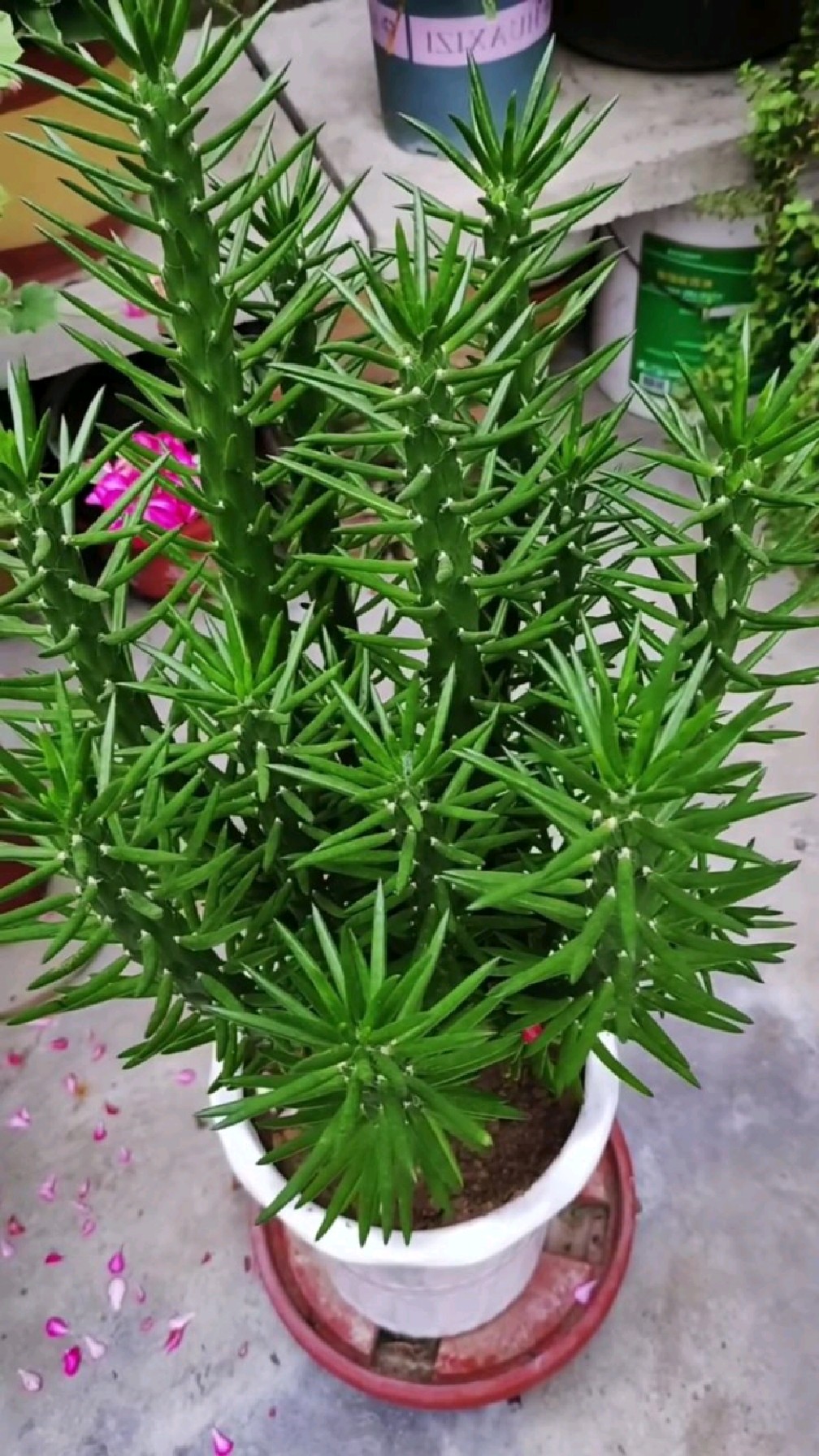 将军柱养护:光照,温度,水分,肥料一个不能少